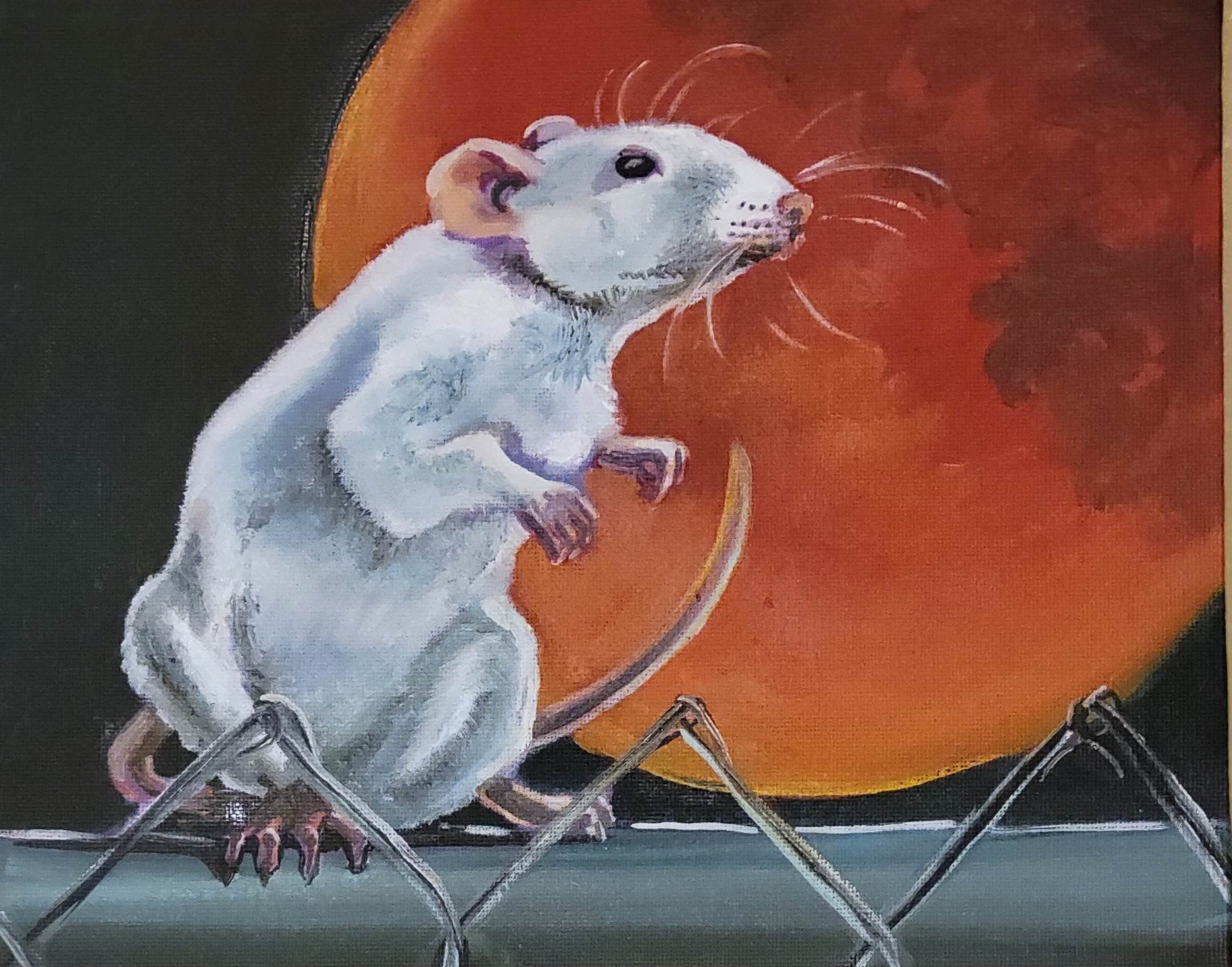 Chapter 6: The White Rat